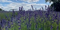 “Lillas Lavender” aicina baudīt lavandu ziedēšanu