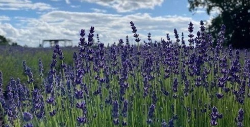“Lillas Lavender” aicina baudīt lavandu ziedēšanu