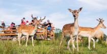 18. jūnijā no jauna vārtus vērs Ventspils Briežu dārzs!