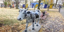 One more cow exhibit in Ventspils