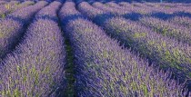 Vasaras burvība ziemā - Lillas Lavender