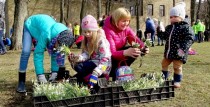 Aicina uz Sniegpulkstenīšu talku Ventspils Dzirnavu laukumā