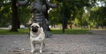 Visit Ventspils with your dog to participate in the photo contest “Vau, Ventspils ķepas!”
